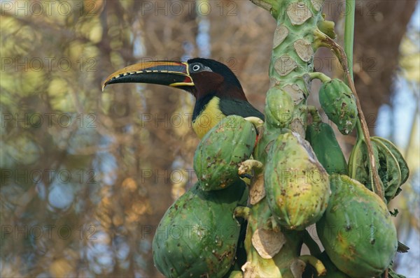 Chestnut-Eared Aracari