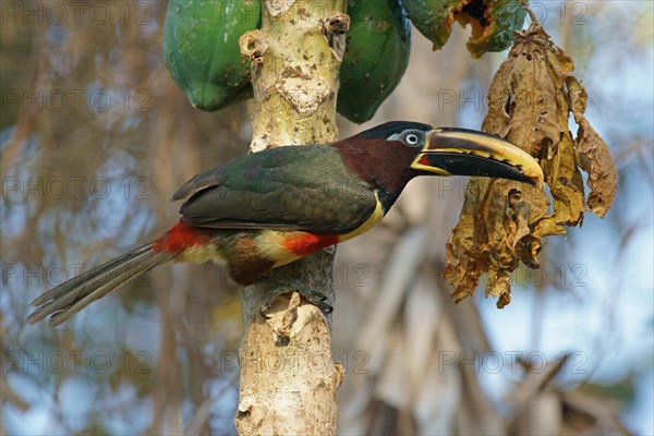 Chestnut-Eared Aracari