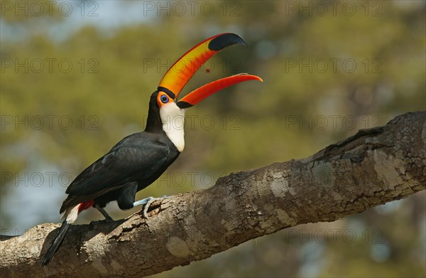 Common toucan or toco toucan