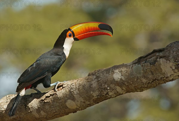 Common toucan or toco toucan