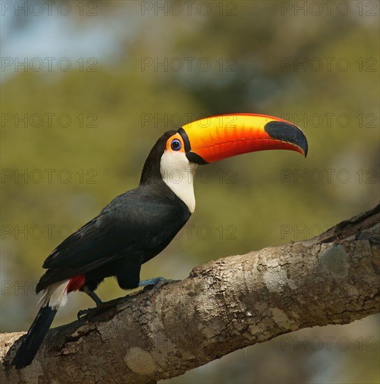 Common toucan or toco toucan