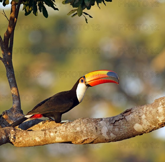 Common toucan or toco toucan