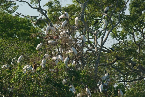 Forest storks