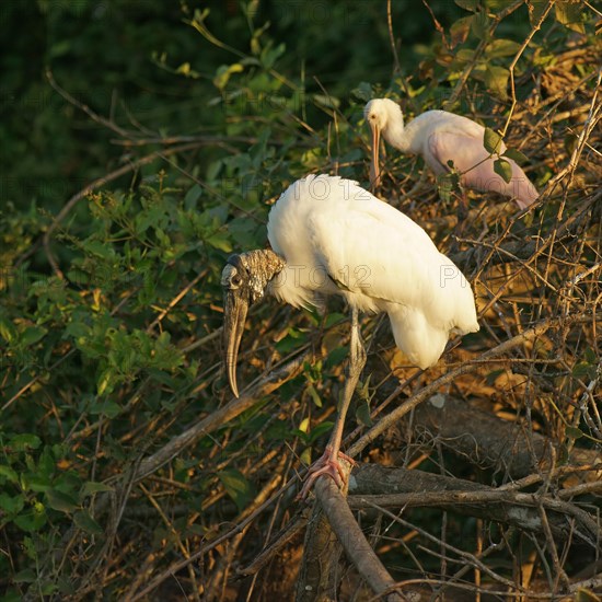 Wood Stork