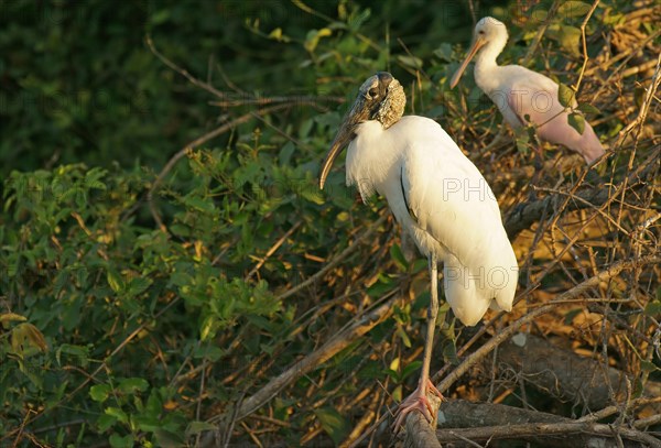 Wood Stork