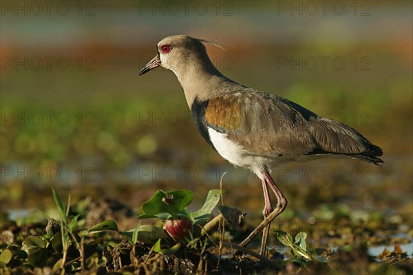 Southern Lapwing