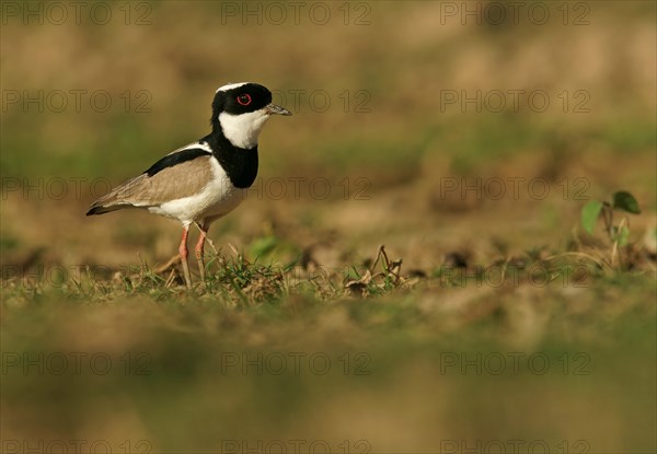 Pied Lapwing