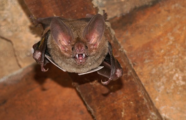 Fringe-lipped bat