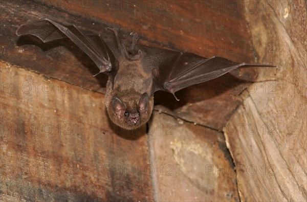 Long-tongued bat