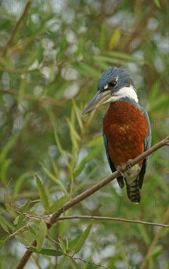 Ringed Kingfisher