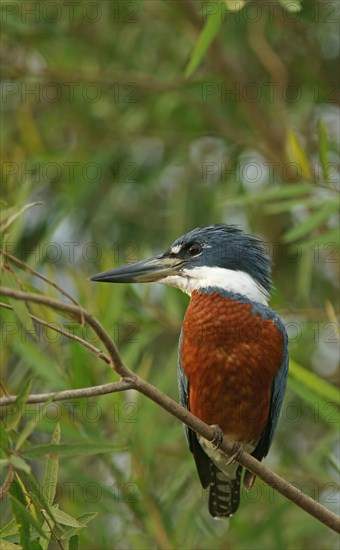 Ringed Kingfisher