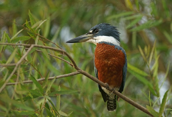 Ringed Kingfisher