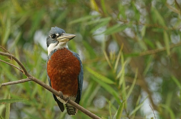 Ringed Kingfisher