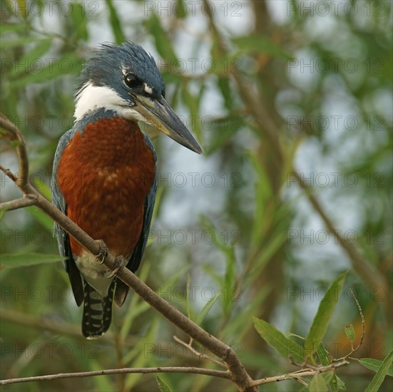 Ringed Kingfisher