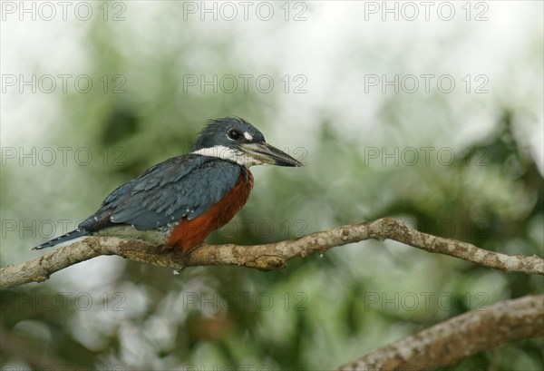 Ringed Kingfisher