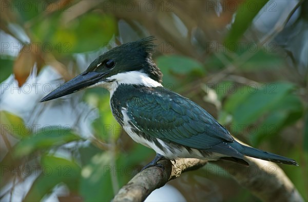 Amazon Kingfisher