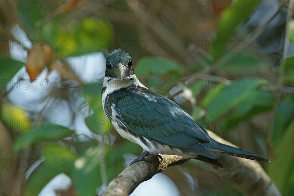 Amazon Kingfisher