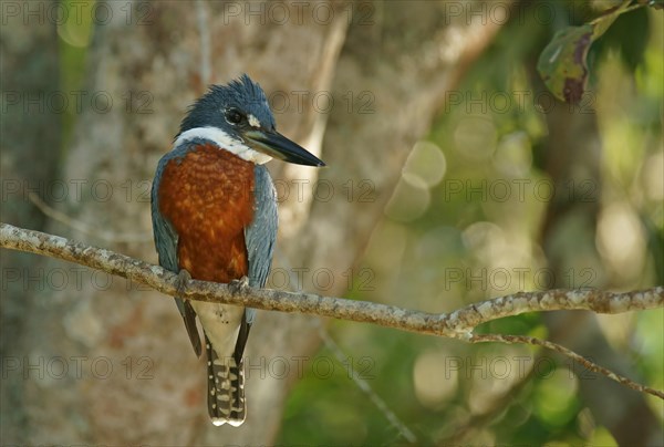 Ringed Kingfisher