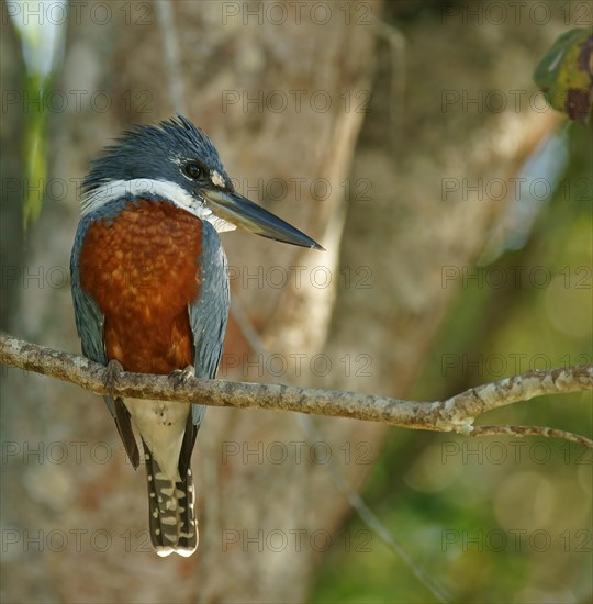 Ringed Kingfisher