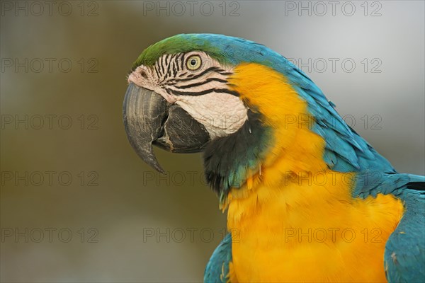 Blue-and-yellow Macaw