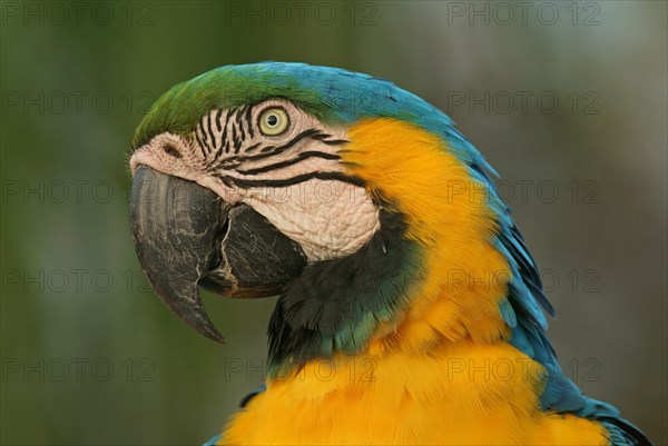 Blue-and-yellow Macaw