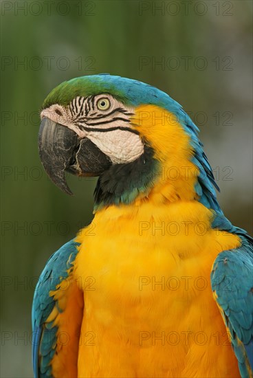 Blue-and-yellow Macaw