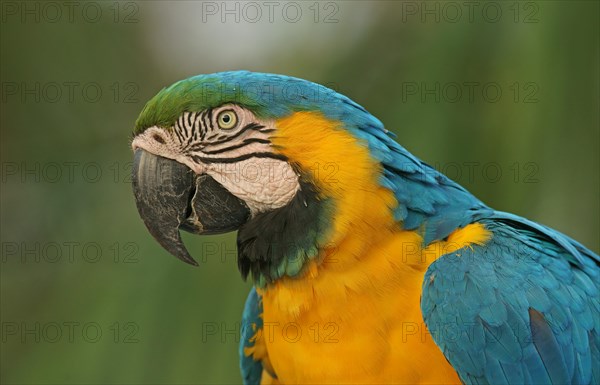 Blue-and-yellow Macaw