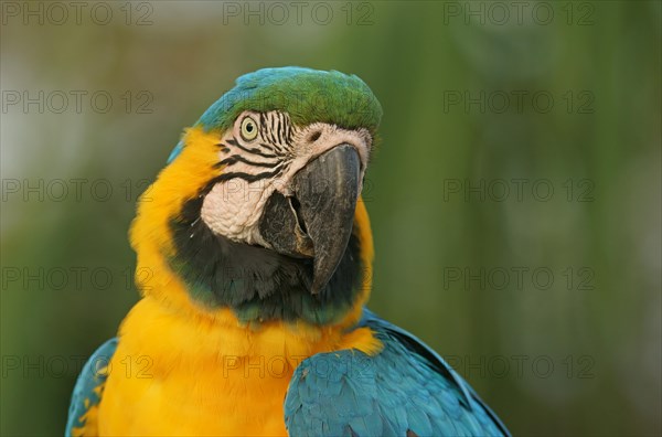 Blue-and-yellow Macaw