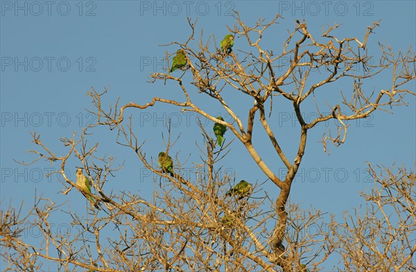 Monk parakeets