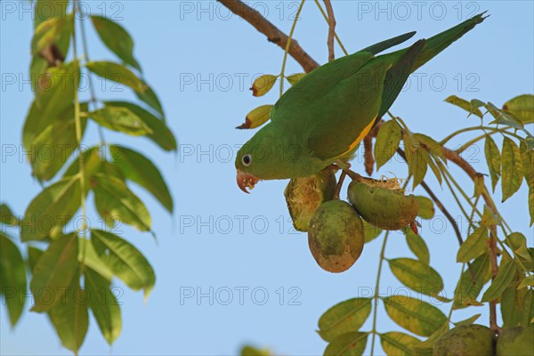 Yellow-chevroned parakeet