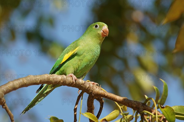 Yellow-chevroned parakeet