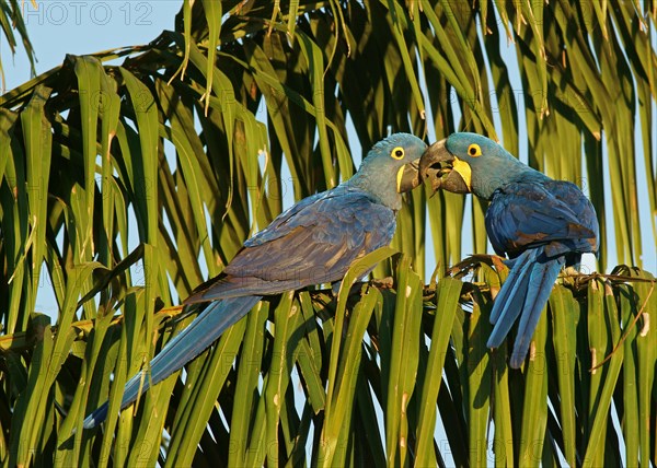 Hyacinth Macaw