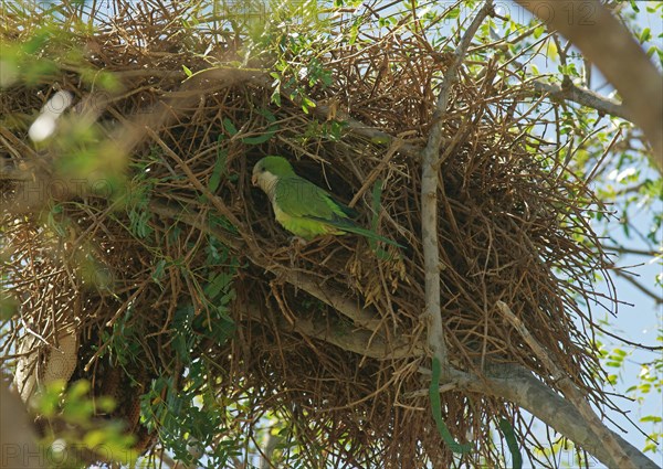 Monk Parakeet