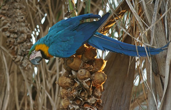 Blue-and-yellow Macaw