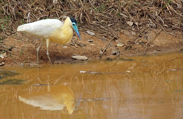 Capped heron