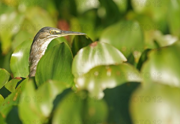 Green Heron