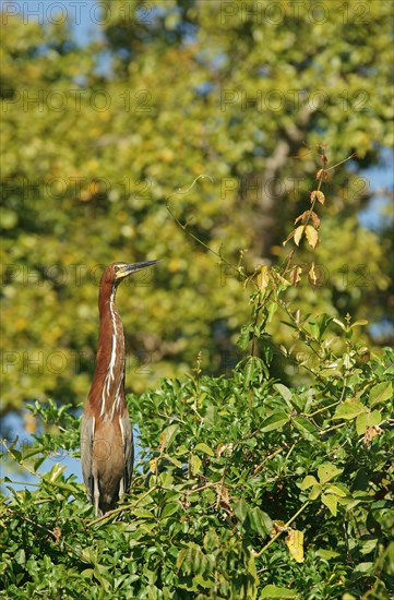 Rufescent tiger heron