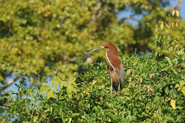 Rufescent tiger heron