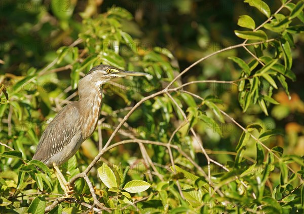 Green Heron