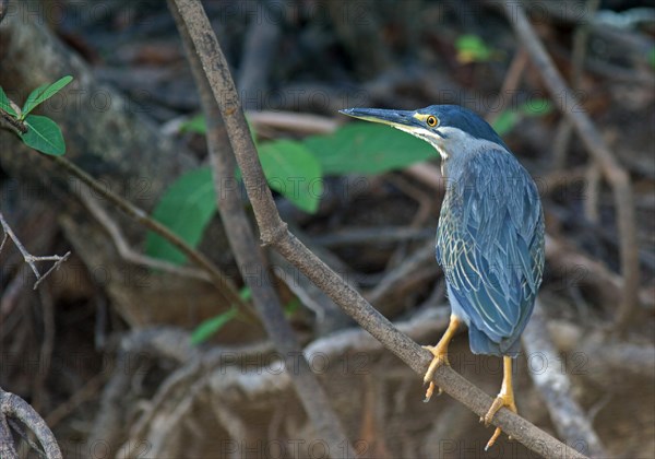 Green Heron