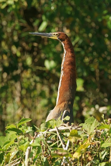 Rufescent tiger heron