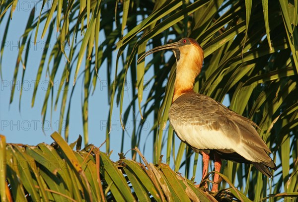 Buff-necked ibis