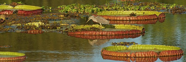 Striated heron