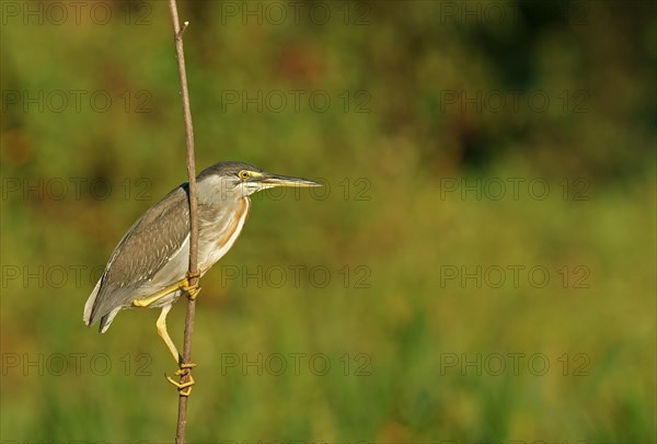 Green Heron