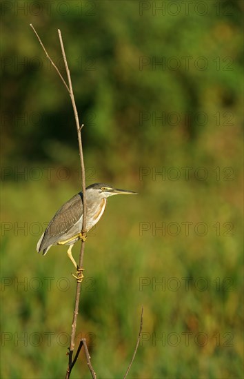 Green Heron