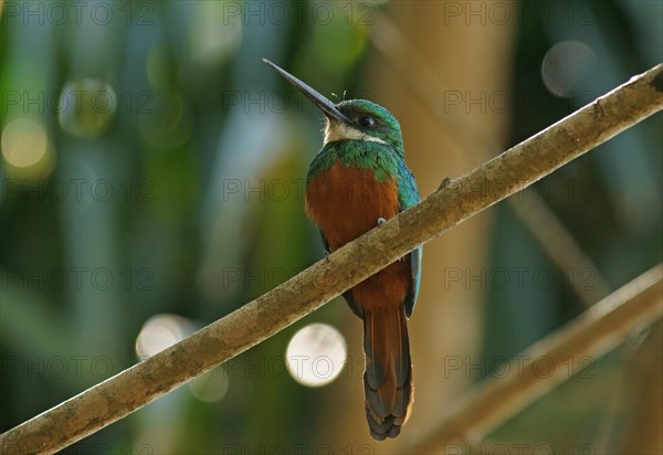 Rufous-tailed jacamar