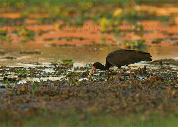 Bare-faced ibis