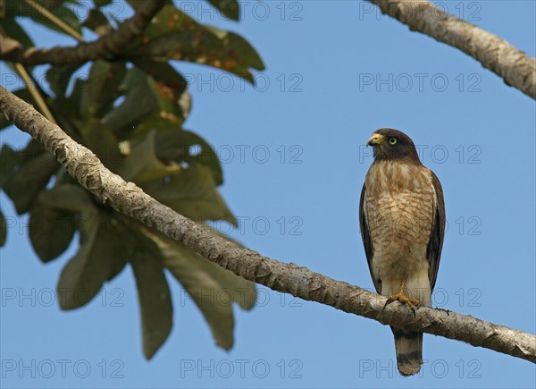 Roadside Hawk