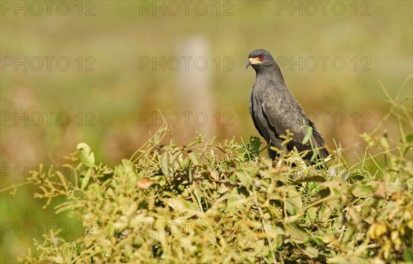 Snail Kite