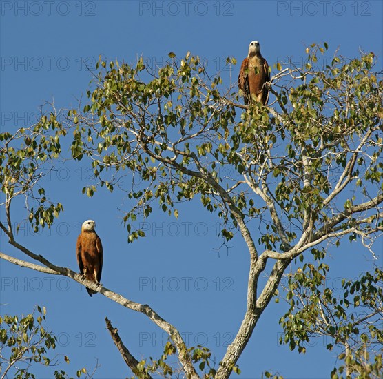 Black-collared Hawks